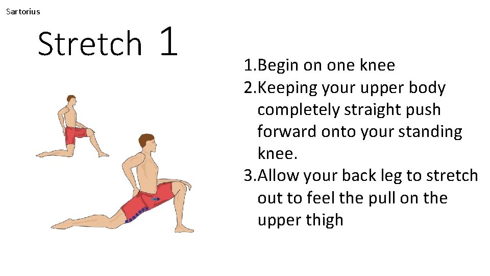 Sartorius Stretch 1 1. Begin on one knee 2. Keeping your upper body completely