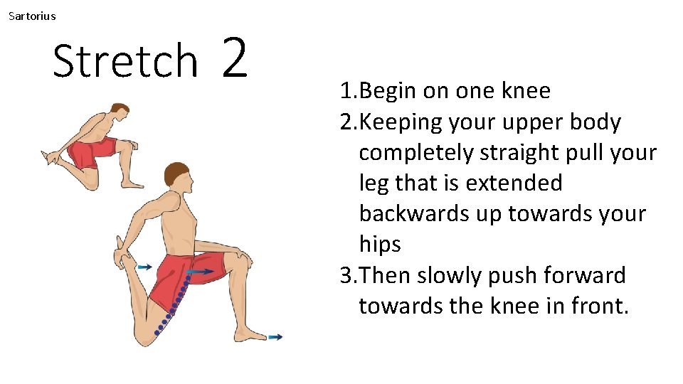 Sartorius Stretch 2 1. Begin on one knee 2. Keeping your upper body completely