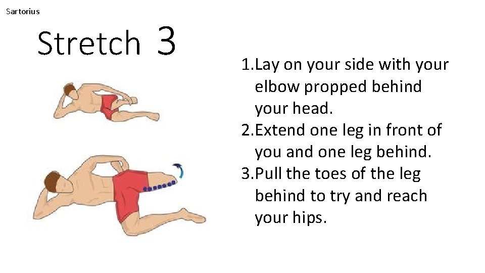 Sartorius Stretch 3 1. Lay on your side with your elbow propped behind your