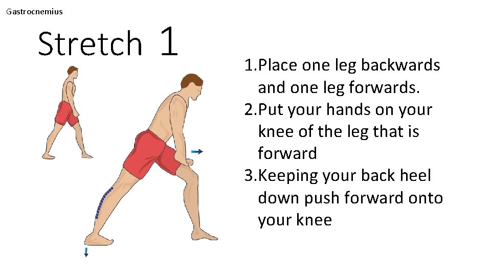 Gastrocnemius Stretch 1 1. Place one leg backwards and one leg forwards. 2. Put