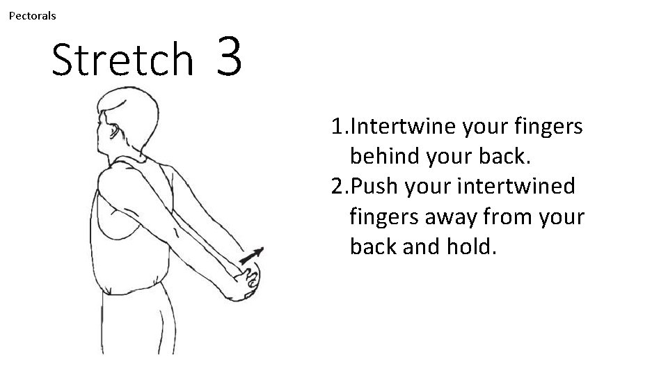Pectorals Stretch 3 1. Intertwine your fingers behind your back. 2. Push your intertwined