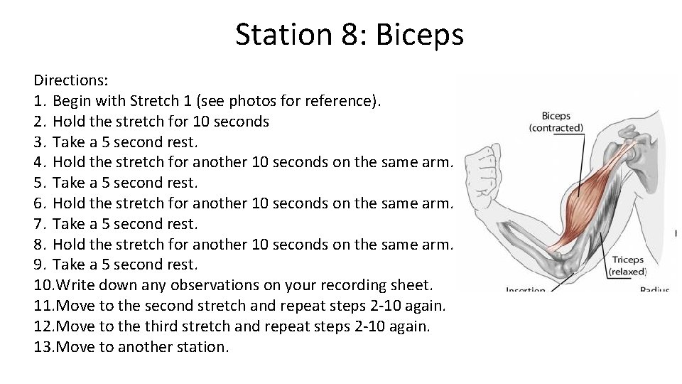 Station 8: Biceps Directions: 1. Begin with Stretch 1 (see photos for reference). 2.