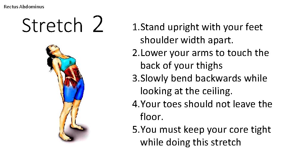 Rectus Abdominus Stretch 2 1. Stand upright with your feet shoulder width apart. 2.