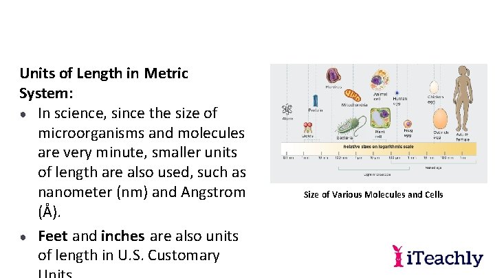 Units of Length in Metric System: ● In science, since the size of microorganisms