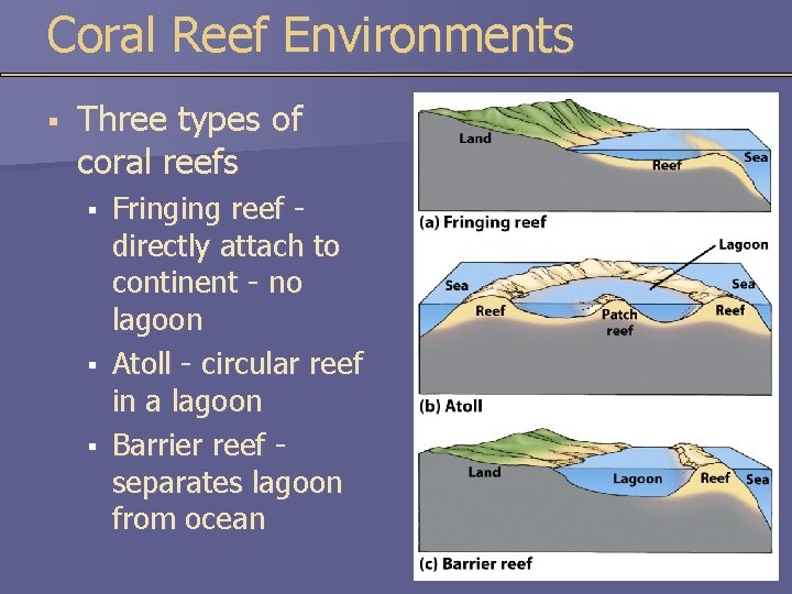 Coral Reef Environments § Three types of coral reefs § § § Fringing reef