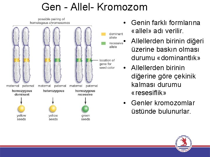 Gen - Allel- Kromozom • Genin farklı formlarına «allel» adı verilir. • Allellerden birinin