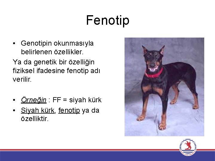 Fenotip • Genotipin okunmasıyla belirlenen özellikler. Ya da genetik bir özelliğin fiziksel ifadesine fenotip