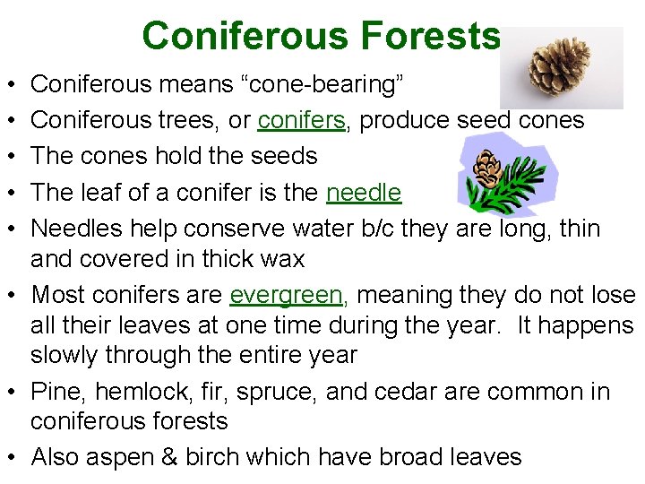 Coniferous Forests • • • Coniferous means “cone-bearing” Coniferous trees, or conifers, produce seed