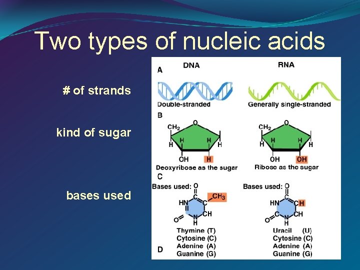 Two types of nucleic acids # of strands kind of sugar bases used 