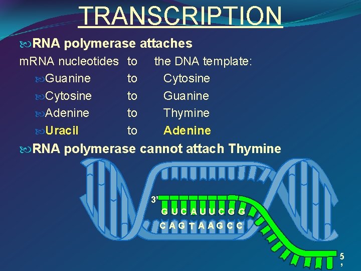 TRANSCRIPTION RNA polymerase attaches m. RNA nucleotides to the DNA template: Guanine to Cytosine