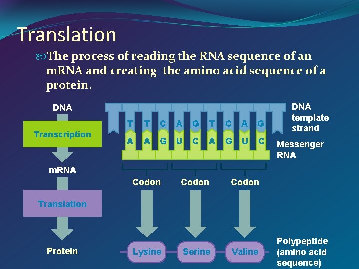 Translation The process of reading the RNA sequence of an m. RNA and creating