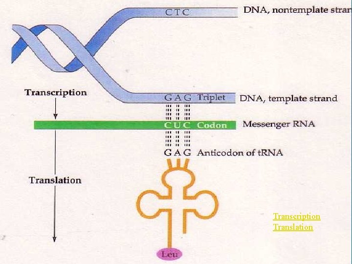 Transcription Translation 