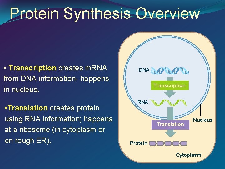 Protein Synthesis Overview • Transcription creates m. RNA from DNA information- happens in nucleus.