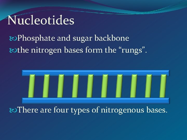 Nucleotides Phosphate and sugar backbone the nitrogen bases form the “rungs”. There are four