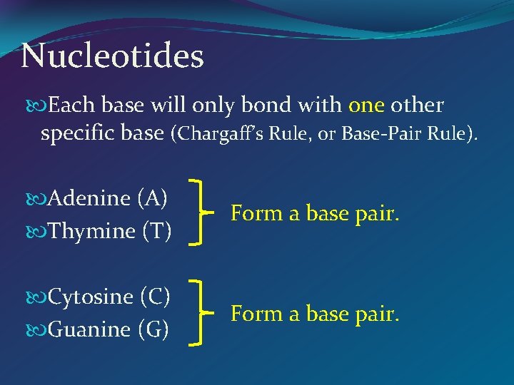 Nucleotides Each base will only bond with one other specific base (Chargaff’s Rule, or