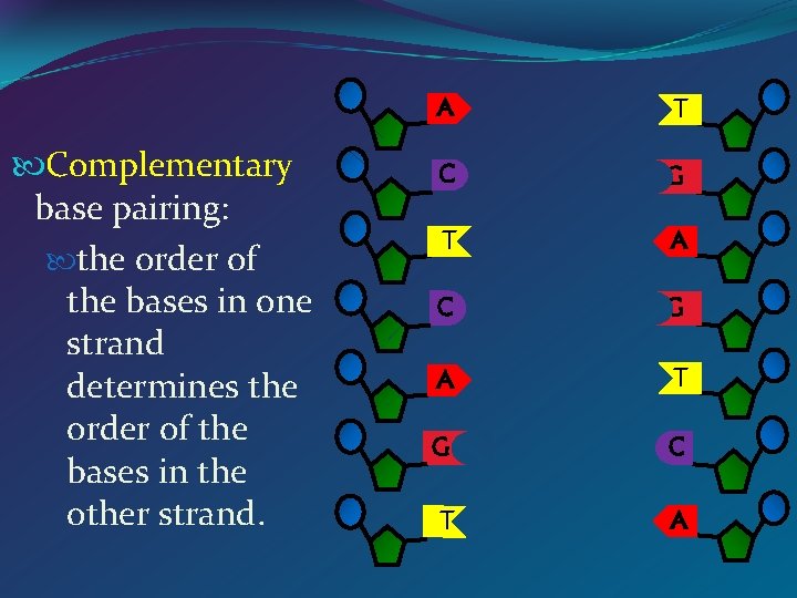  Complementary base pairing: the order of the bases in one strand determines the