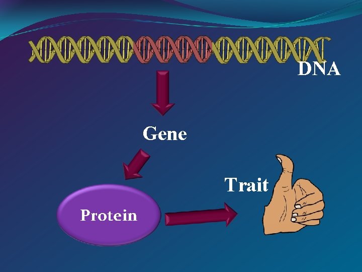 DNA Gene Trait Protein 