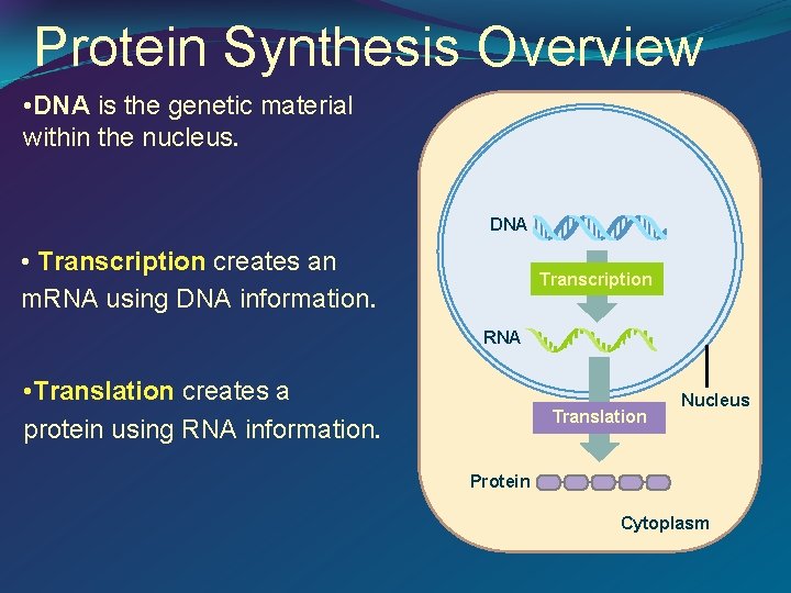 Protein Synthesis Overview • DNA is the genetic material within the nucleus. DNA •