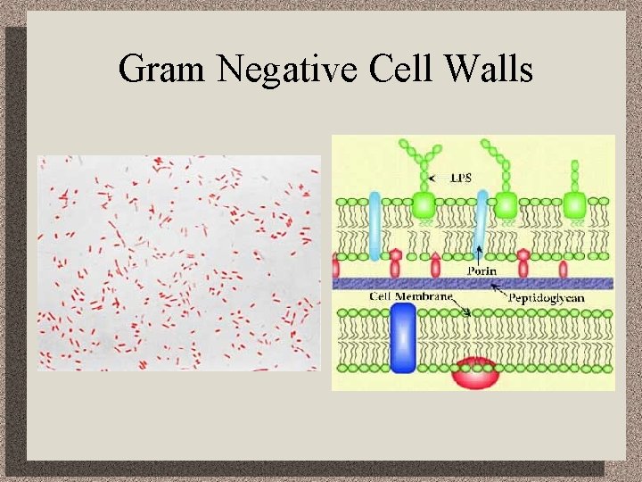 Gram Negative Cell Walls 