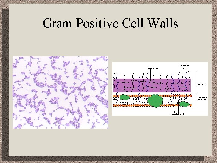 Gram Positive Cell Walls 