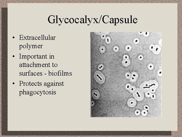 Glycocalyx/Capsule • Extracellular polymer • Important in attachment to surfaces - biofilms • Protects