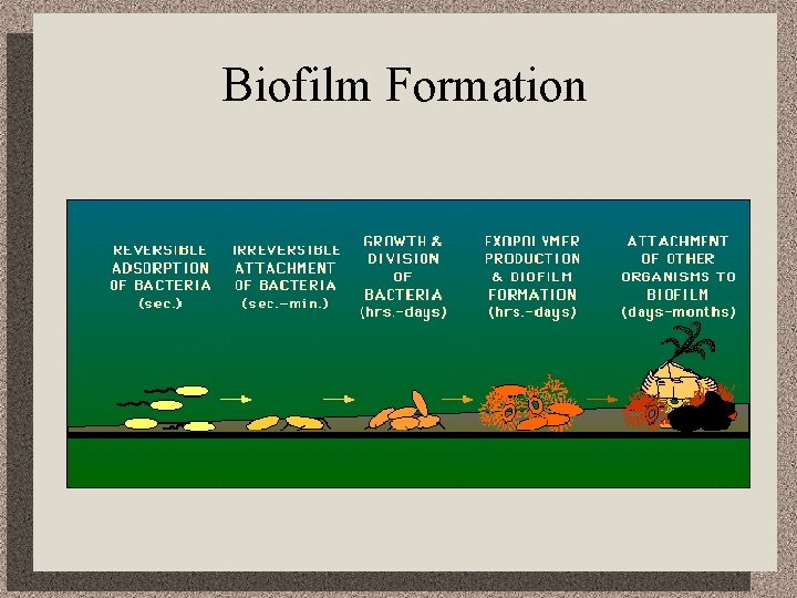 Biofilm Formation 