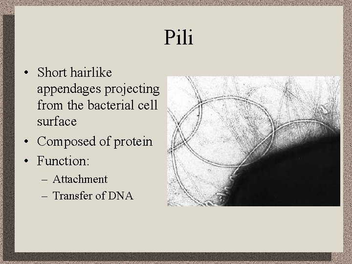 Pili • Short hairlike appendages projecting from the bacterial cell surface • Composed of