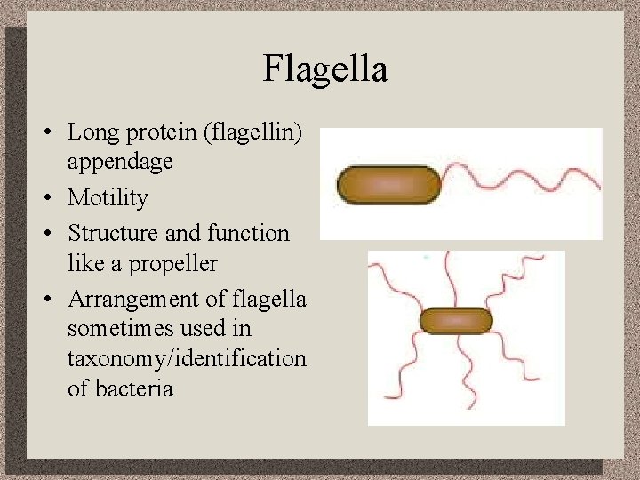 Flagella • Long protein (flagellin) appendage • Motility • Structure and function like a
