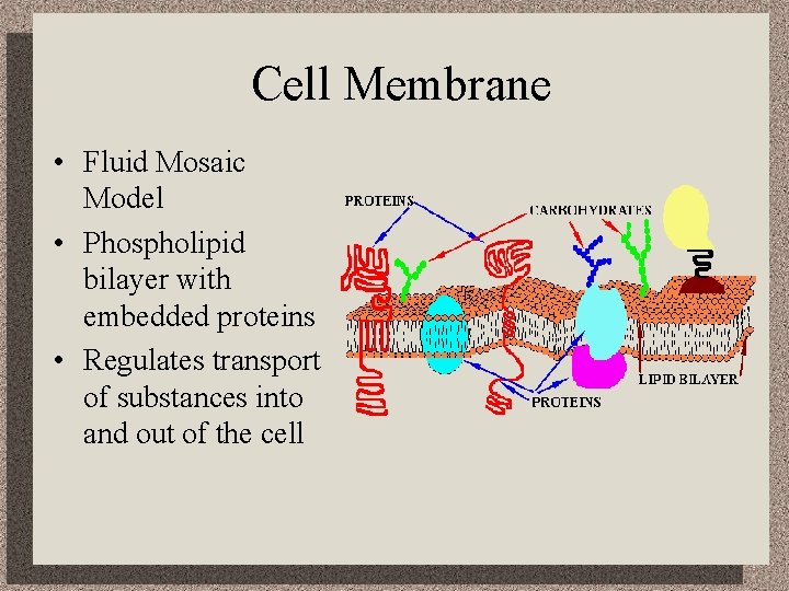 Cell Membrane • Fluid Mosaic Model • Phospholipid bilayer with embedded proteins • Regulates
