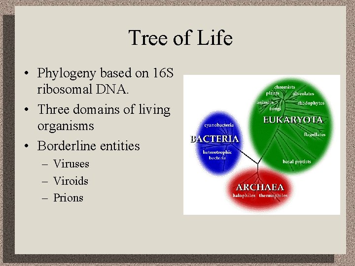 Tree of Life • Phylogeny based on 16 S ribosomal DNA. • Three domains