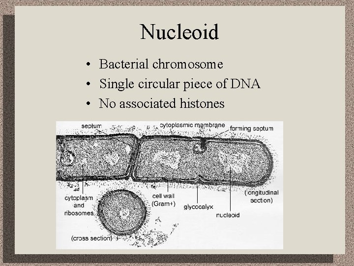 Nucleoid • Bacterial chromosome • Single circular piece of DNA • No associated histones