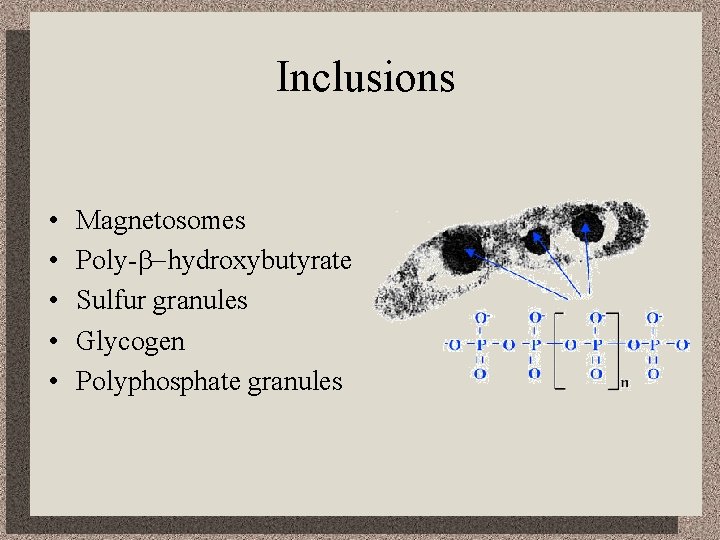 Inclusions • • • Magnetosomes Poly-b-hydroxybutyrate Sulfur granules Glycogen Polyphosphate granules 
