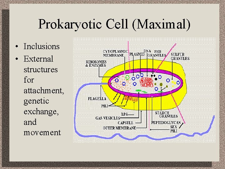 Prokaryotic Cell (Maximal) • Inclusions • External structures for attachment, genetic exchange, and movement