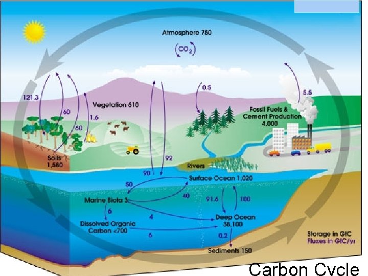 Carbon Cycle 