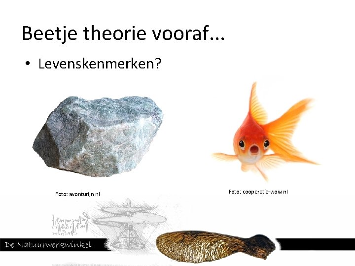 Beetje theorie vooraf. . . • Levenskenmerken? Foto: avonturijn. nl Foto: cooperatie-wow. nl 