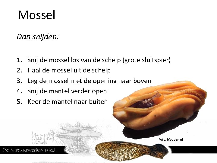 Mossel Dan snijden: 1. 2. 3. 4. 5. Snij de mossel los van de