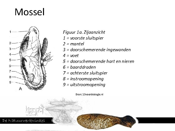 Mossel Figuur 1 a. Zijaanzicht 1 = voorste sluitspier 2 = mantel 3 =