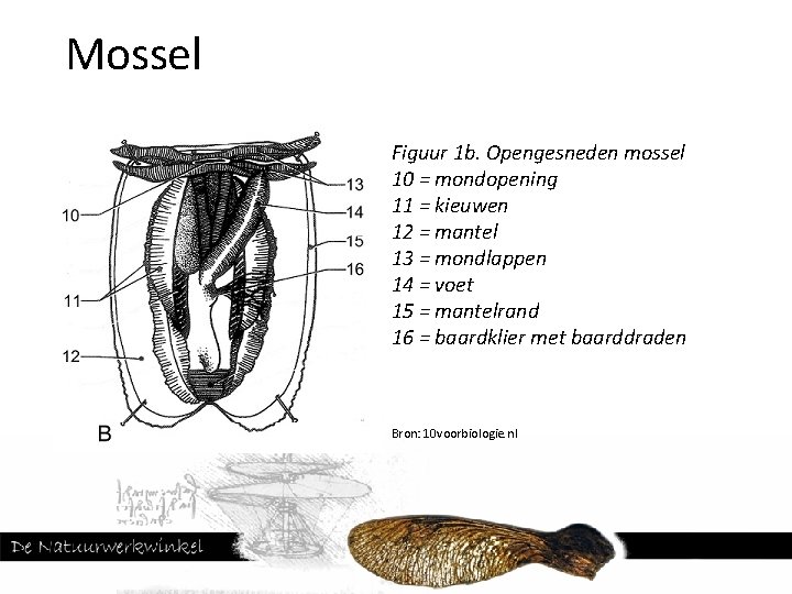 Mossel Figuur 1 b. Opengesneden mossel 10 = mondopening 11 = kieuwen 12 =