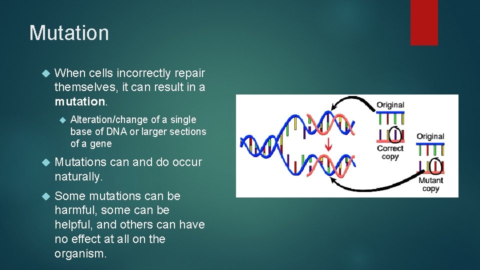 Mutation When cells incorrectly repair themselves, it can result in a mutation. Alteration/change of