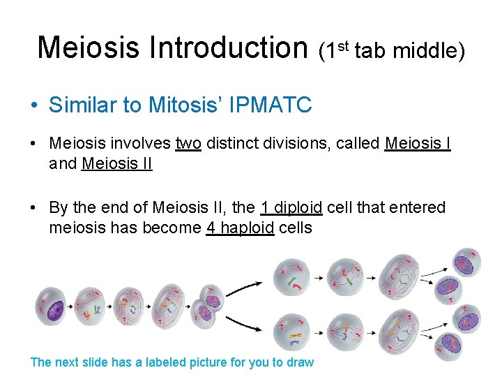 Meiosis Introduction (1 st tab middle) • Similar to Mitosis’ IPMATC • Meiosis involves