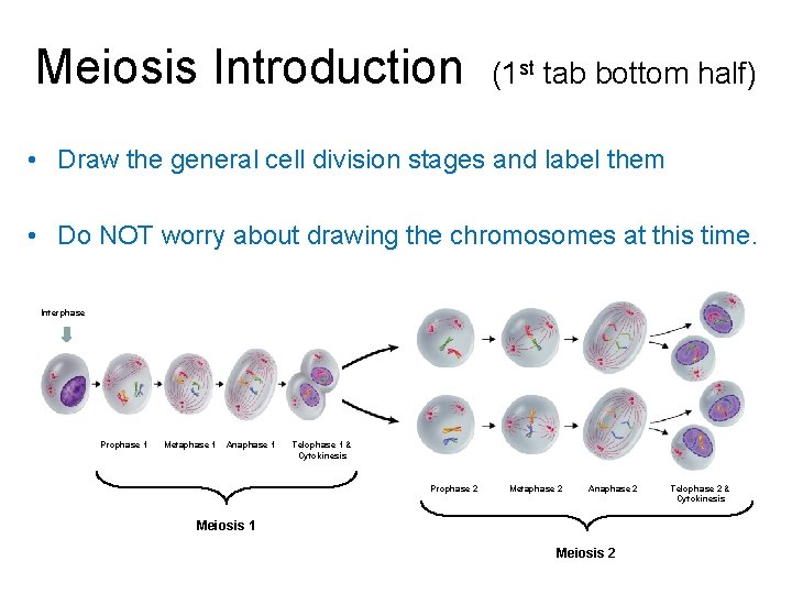 Meiosis Introduction (1 st tab bottom half) • Draw the general cell division stages