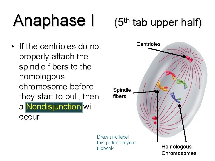 Anaphase I (5 th tab upper half) • If the centrioles do not properly