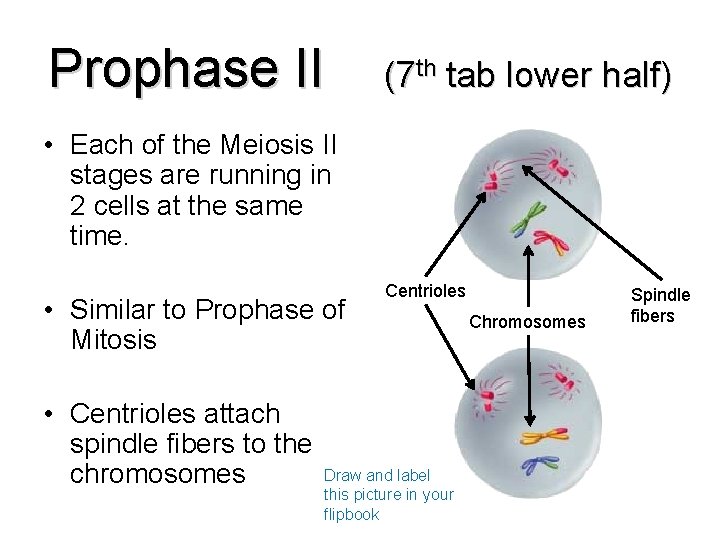 Prophase II (7 th tab lower half) • Each of the Meiosis II stages