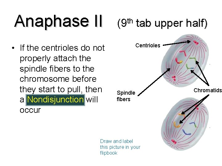 Anaphase II • If the centrioles do not properly attach the spindle fibers to