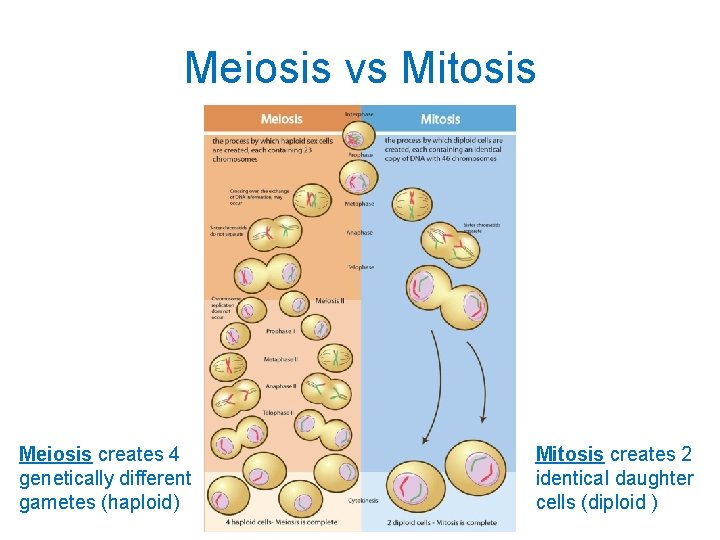 Meiosis vs Mitosis Meiosis creates 4 genetically different gametes (haploid) Mitosis creates 2 identical