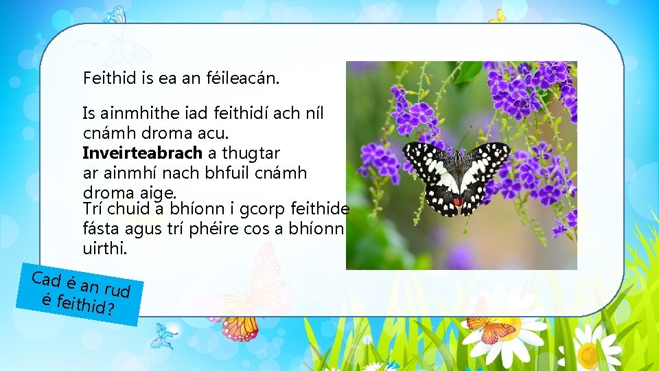 Feithid is ea an féileacán. Is ainmhithe iad feithidí ach níl cnámh droma acu.