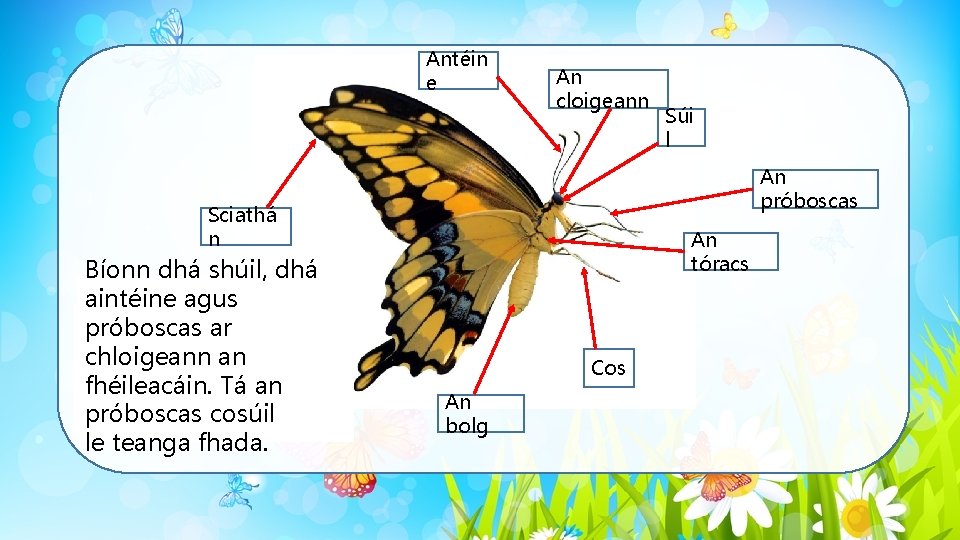 Antéin e An cloigeann An próboscas Sciathá n Bíonn dhá shúil, dhá aintéine agus