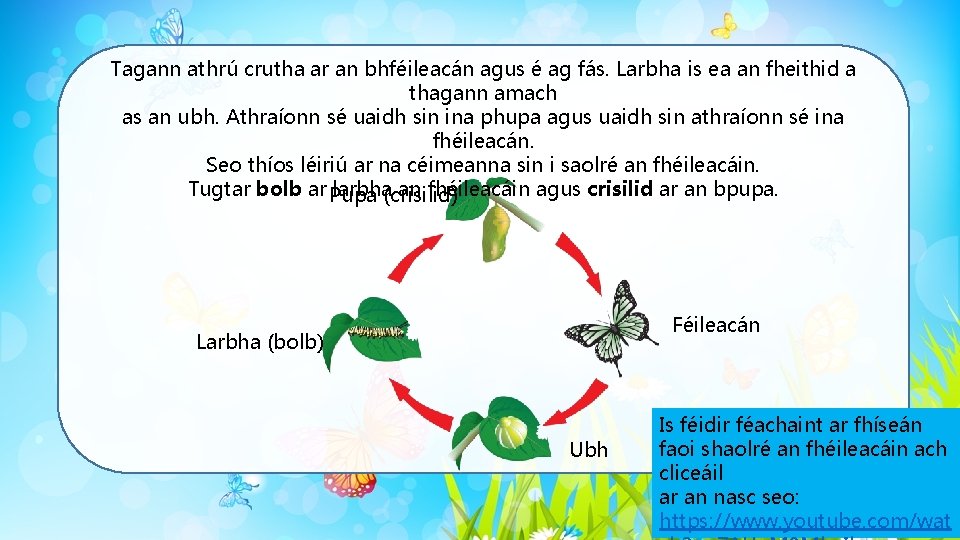 Tagann athrú crutha ar an bhféileacán agus é ag fás. Larbha is ea an