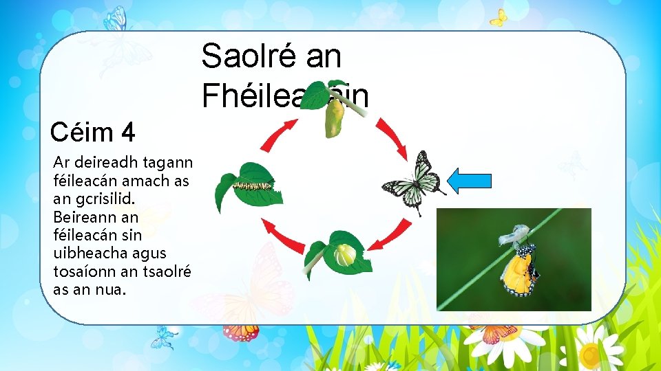 Saolré an Fhéileacáin Céim 4 Ar deireadh tagann féileacán amach as an gcrisilid. Beireann