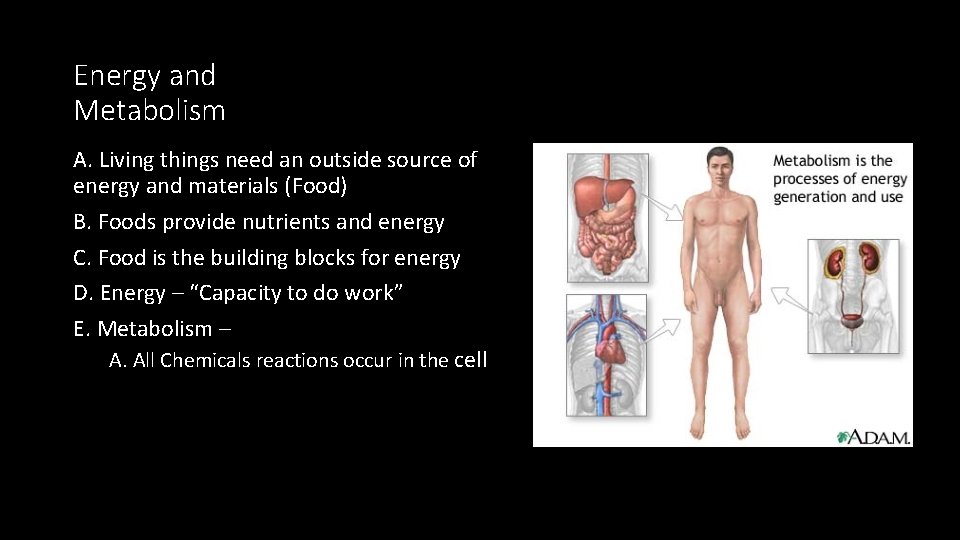 Energy and Metabolism A. Living things need an outside source of energy and materials